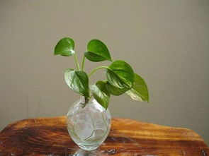 换水频率与水质选择