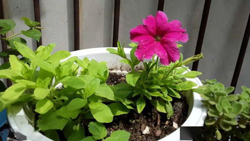 草本花养护：掌握“少食多餐”的技巧