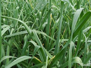 麦冬，地下长着宝贝