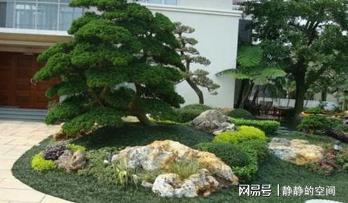 紫藤树种植攻略