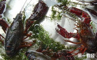 小龙虾发酵饲料和膨化饲料，哪种更适合小龙虾养殖使用？