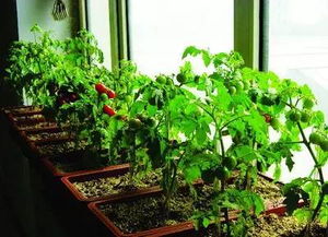 种植小番茄时哪种容器最适合进行地栽种植