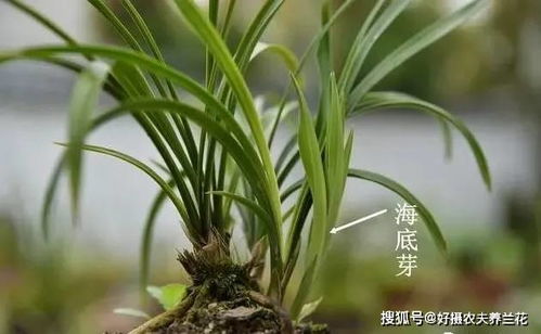 兰花种植，如何让新买的花卉快速生根