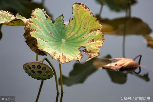 枯萎的花该剪去残瓣，如何让它们重焕生机