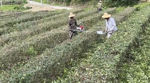 遂川县免费发放75.6万株高产油茶苗木，助力茶叶产业升级
