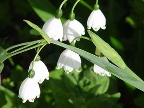草本植物耐寒大比拼