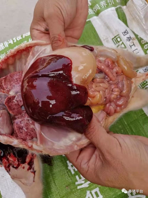 仔猪断奶后促生长策略研究