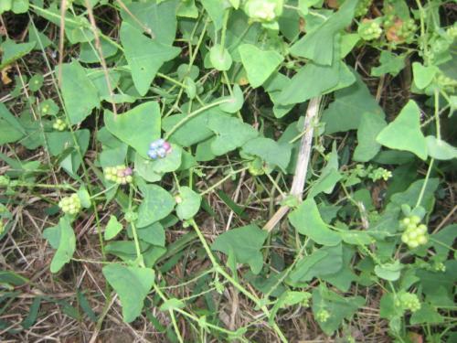 中药贯叶连翘提取物的研究后来啊