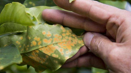 红富士叶子长什么样？