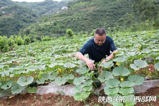 西安现在可以种什么蔬菜？