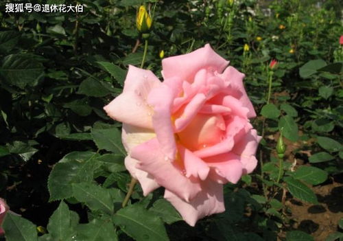 阳光充足， 月季的滋养之源