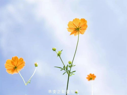 向阳花语：阳光正能量，快乐必备花！