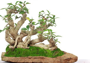 维生素B12溶液，神奇的治疗法