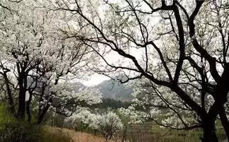 梨花洁白如雪，想知道梨花究竟有多美
