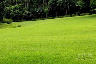 修剪的高度有讲究吗？