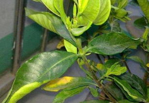 桅子花叶子黄了怎么办？是浇水过多还是施肥不足