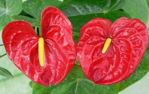 红掌花叶如何梗快梗红？