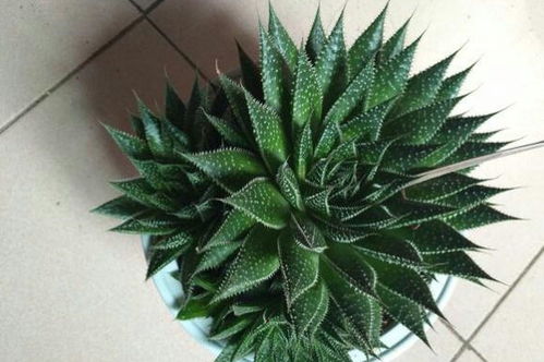 相似度极高的外表