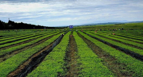 民乐县探索生态农业新境界：花卉产业迎来创新突破