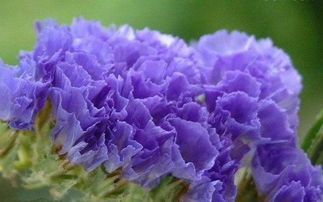 辨别勿忘我真假品种