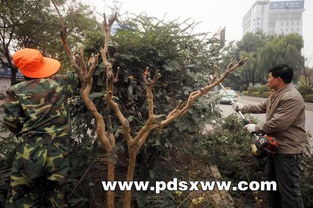 修剪花木，从顶开始，有何讲究？