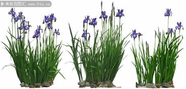 水生植物的多样世界