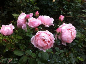 卡德法尔兄弟月季的美丽与挑战