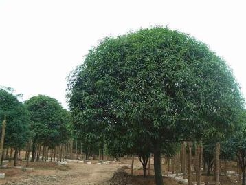 银桂：洁白如雪， 清雅脱俗