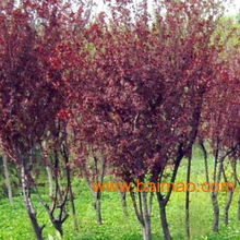 樱花树：春天的使者