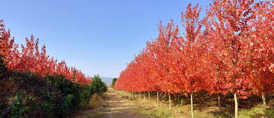 叶子为什么变红？