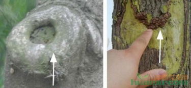 针对苗木皮层腐烂伤口的处理：保护苗木， 从“皮”开始