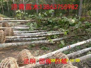 三、带土球移栽，注意保湿