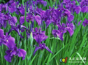 鸢尾叶子为什么会黄掉？