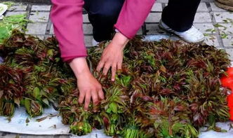 种子的采集：农民伯伯的辛勤劳作