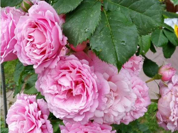 藤本月季的多样造型，8种潮流绿化造型超级火！