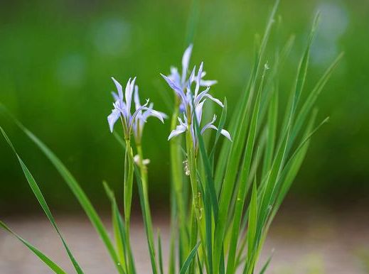 散尾葵喜半阴的环境，怕烈日干风，因而彳艮适合家庭阳台或室内客厅中养殖，在室内养殖观赏散尾葵，宜置于明亮的散射光照处，虽然它嫩够忍耐较阴暗的环境，但需要定期将其搬到室外光线较好处养护几天以利于它恢复....家庭如何养护好盆栽的散尾葵.夏天是散尾葵生长的旺盛季节,主要原因有: