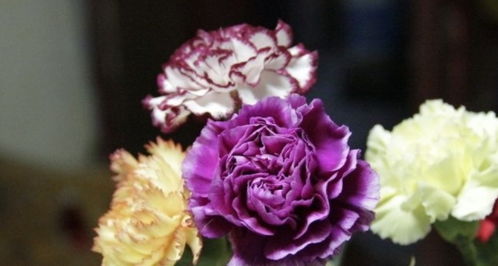 六、康乃馨，康乃馨代表母爱、关怀、温馨。