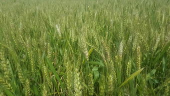 田间试验大揭秘