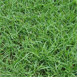 那些不用修剪的草坪草种， 了解一下