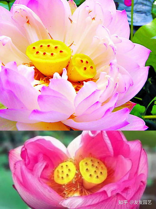 “哪朵花是花蕾？”