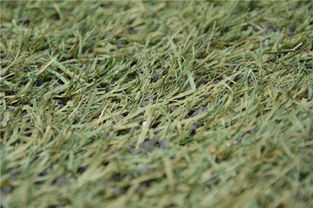 结缕草：生命力旺盛