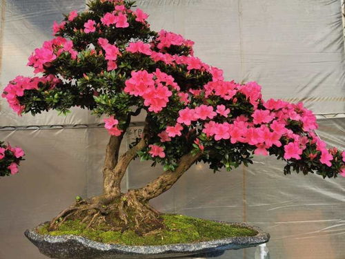 修剪阶段， 萌芽期先行