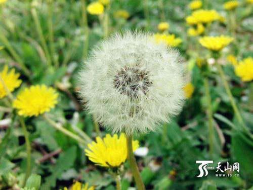 蒲公英的花期探秘