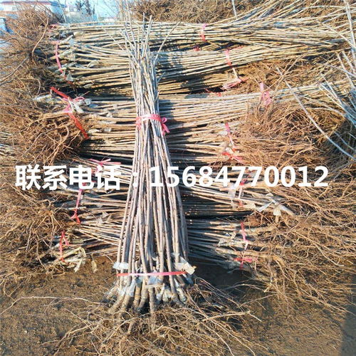 河沙与种子比例，你真的懂吗？