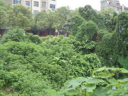 人民公园的野草情