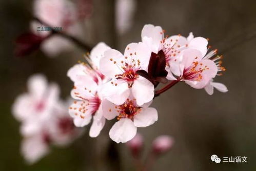 文化价值：诗词中的美丽身影