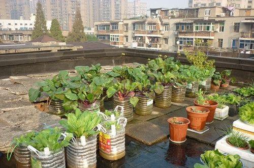 多种蔬菜， 任意选择