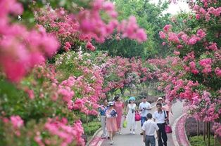 探秘台州的花草学名之谜
