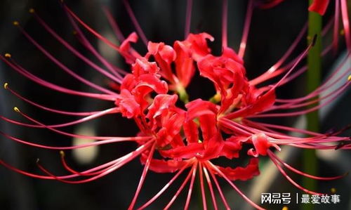 彼岸花种植时应该选择什么土壤和配土技巧