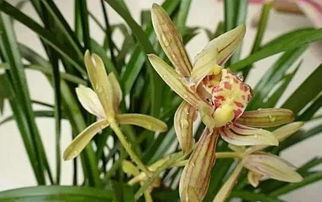移植兰花，巧妙拆分